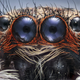 Ojos de una araña saltadora